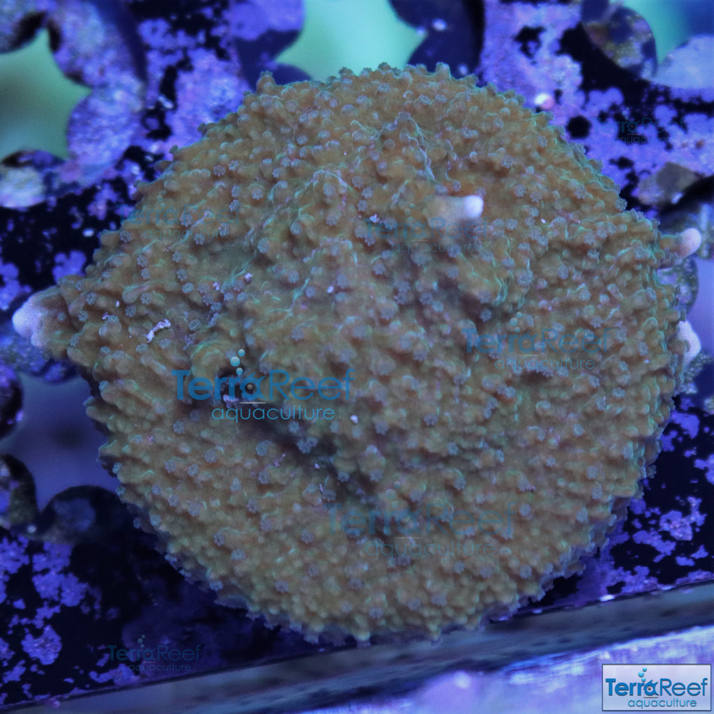 Elkhorn Montipora Aquacultured Quarantined beginner SPS Frag