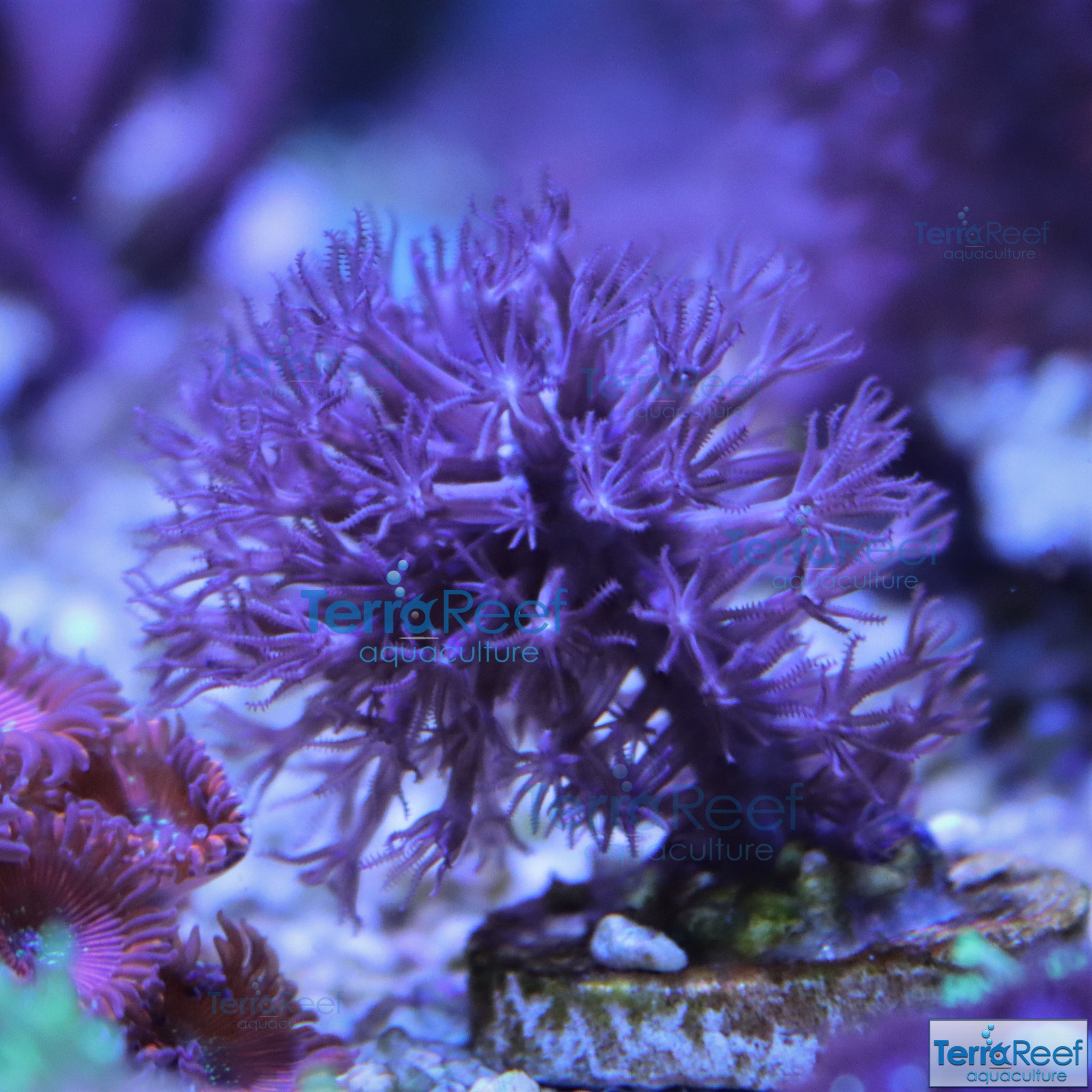 Tracy Morgonian Gorgonian Coral Frag Stock