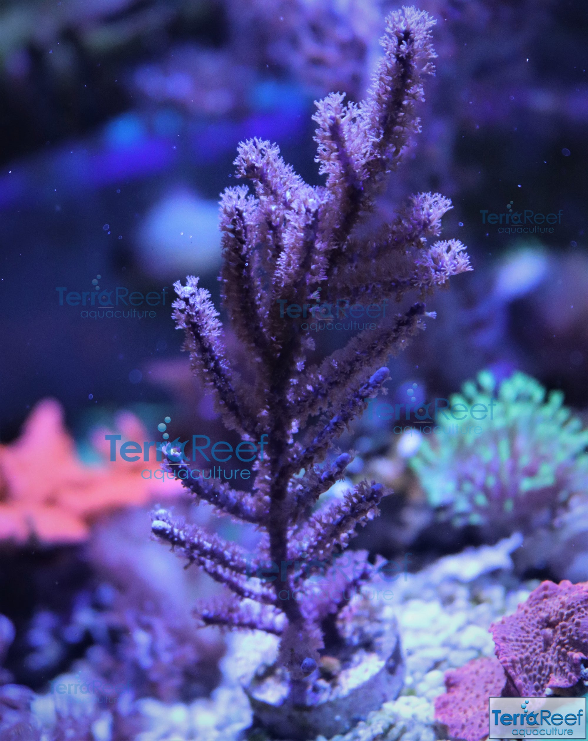 Dark Purple Gorgonian Stock