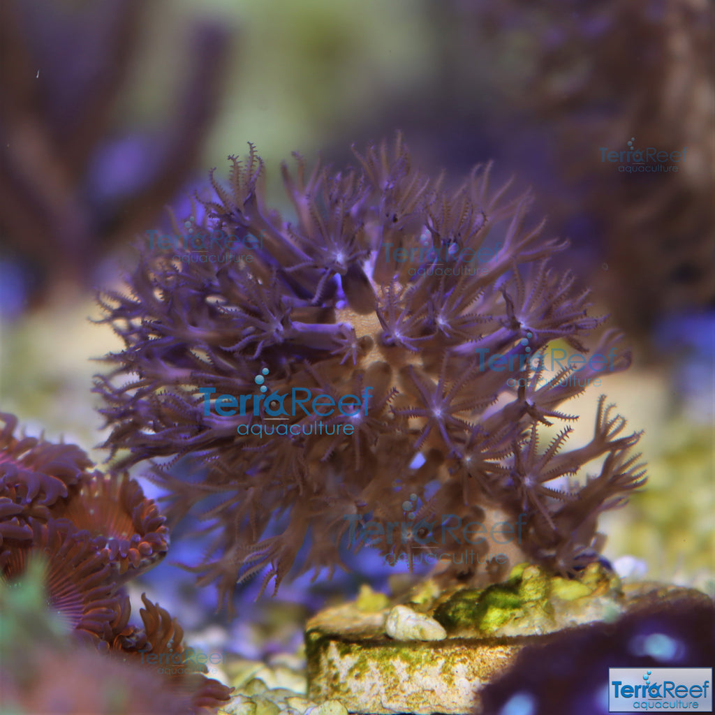 Tracy Morgonian Gorgonian Coral Frag Stock