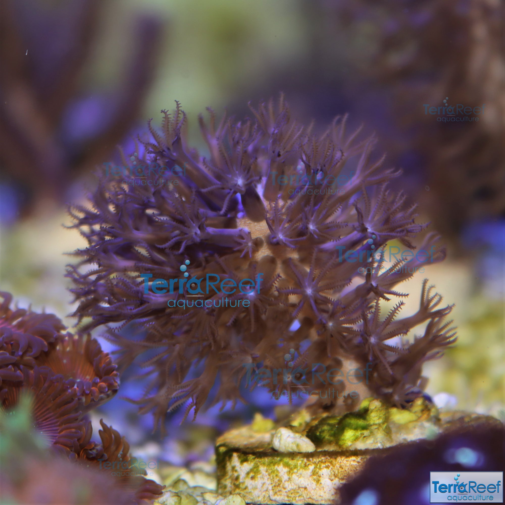 Tracy Morgonian Gorgonian Coral Frag Stock