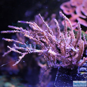 Grube’s Gorgonian Pinnigorgia flava Aquacultured coral Frag 1