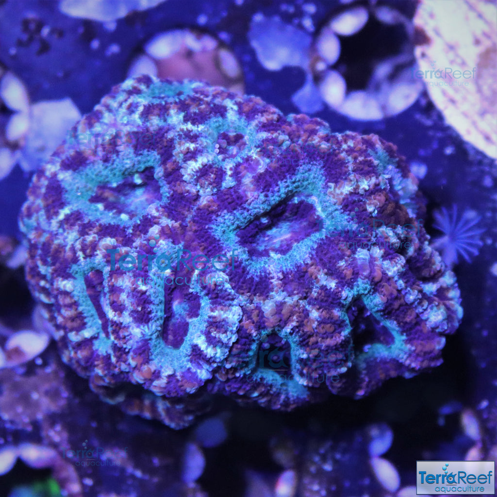 Teal Micromussa lordhowensis Premium "Acan lord" Coral Frag Stock