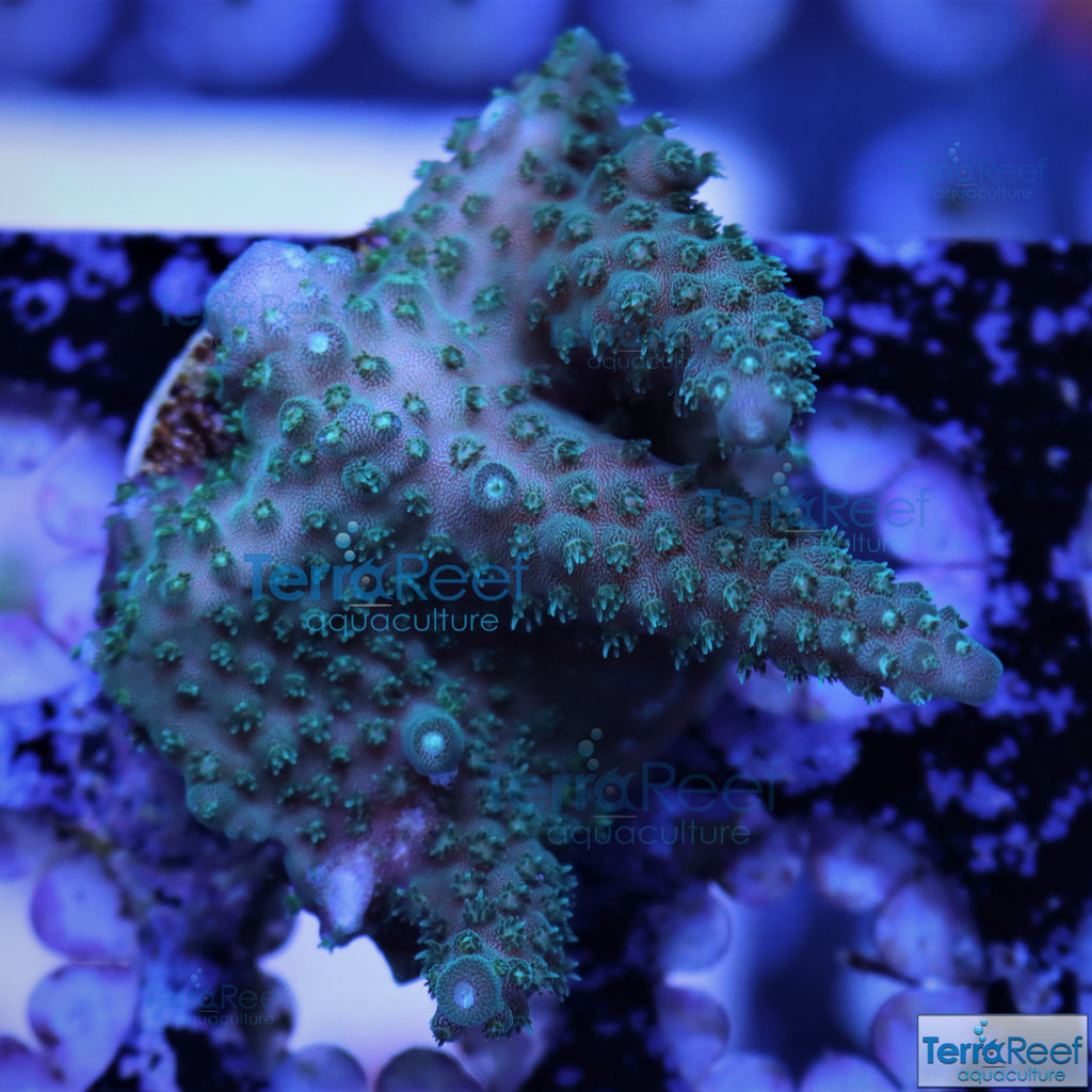 Stubby Finger Acro Frag Stock