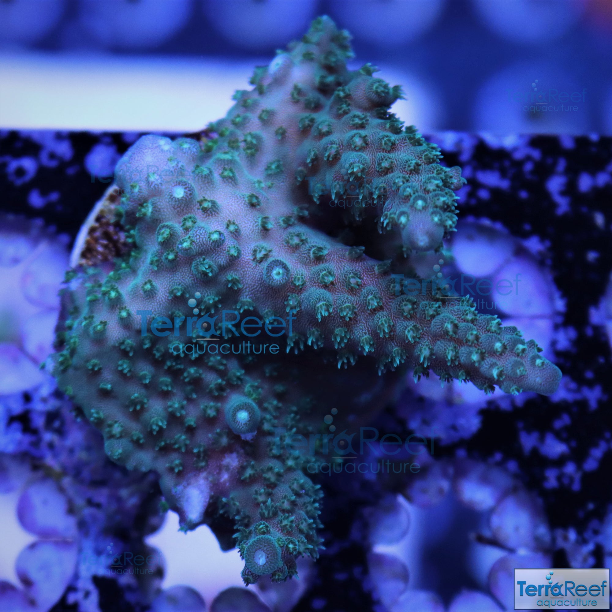 Stubby Finger Acro Frag Stock
