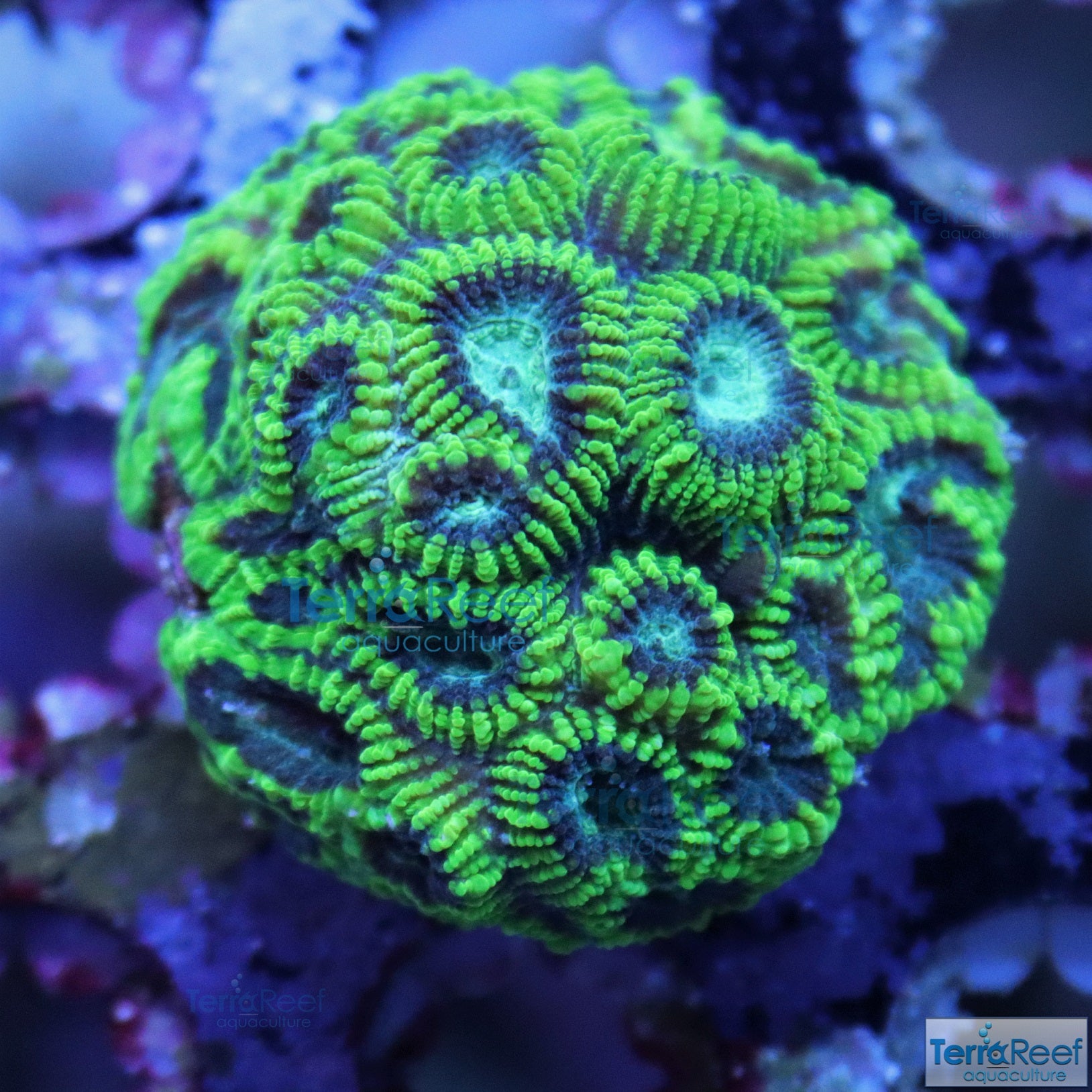 Green Brain Coral Frag Favia Favites Stock