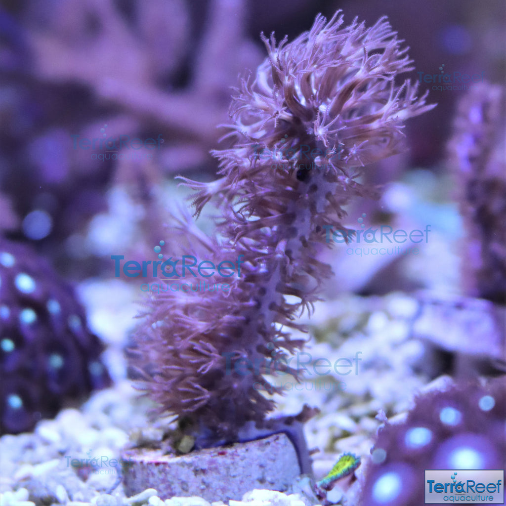 Tracy Morgonian Gorgonian Coral Frag Stock