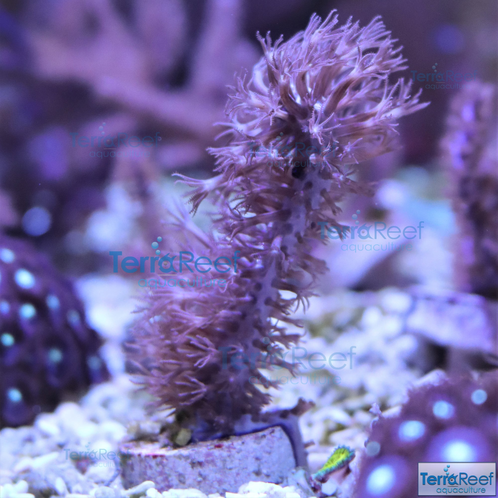 Tracy Morgonian Gorgonian Coral Frag Stock