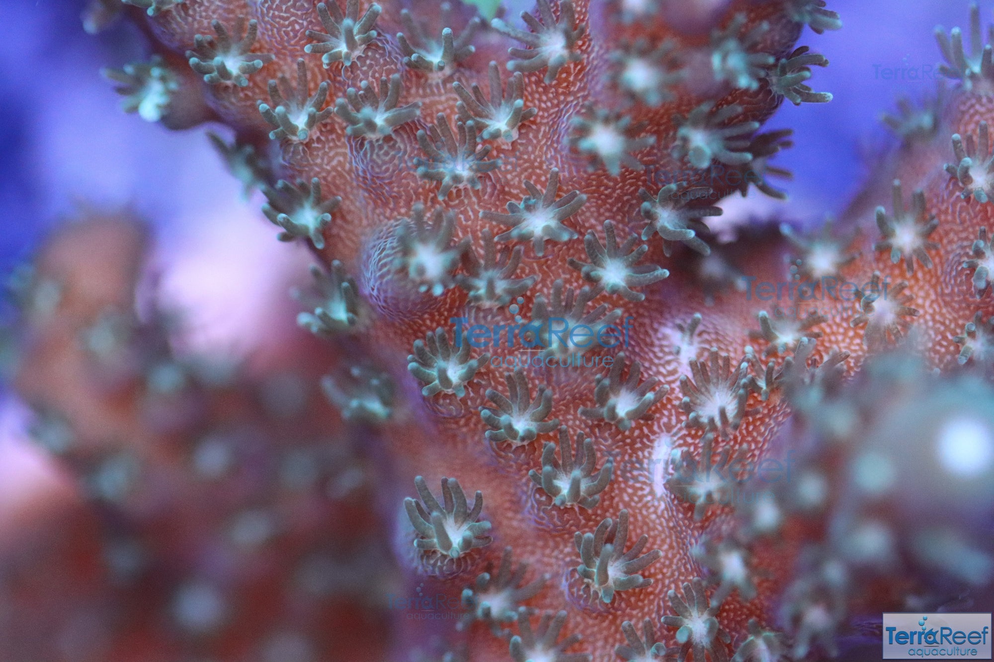 Stubby Finger Acro Frag Stock
