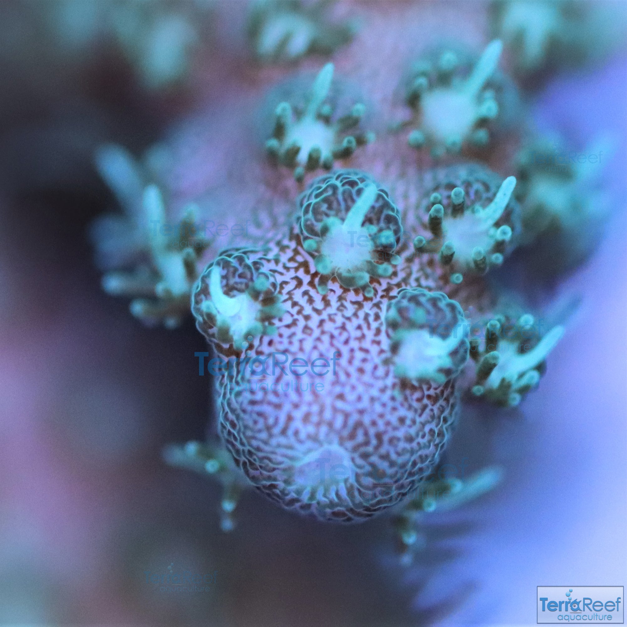 Stubby Finger Acro Frag Stock