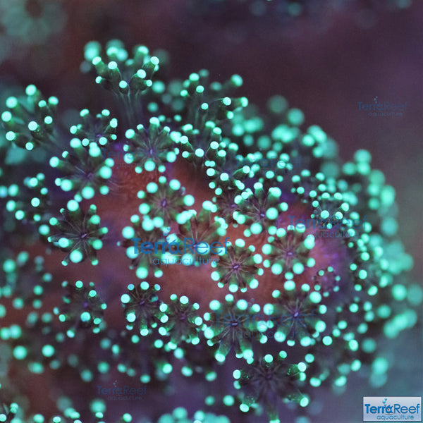 Green Stylophora "Stylo" Frag Stock