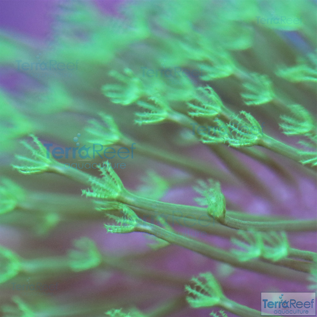 Tyree Green Sarcophyton Toadstool Leather Stock