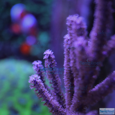 Dark Purple Gorgonian Stock