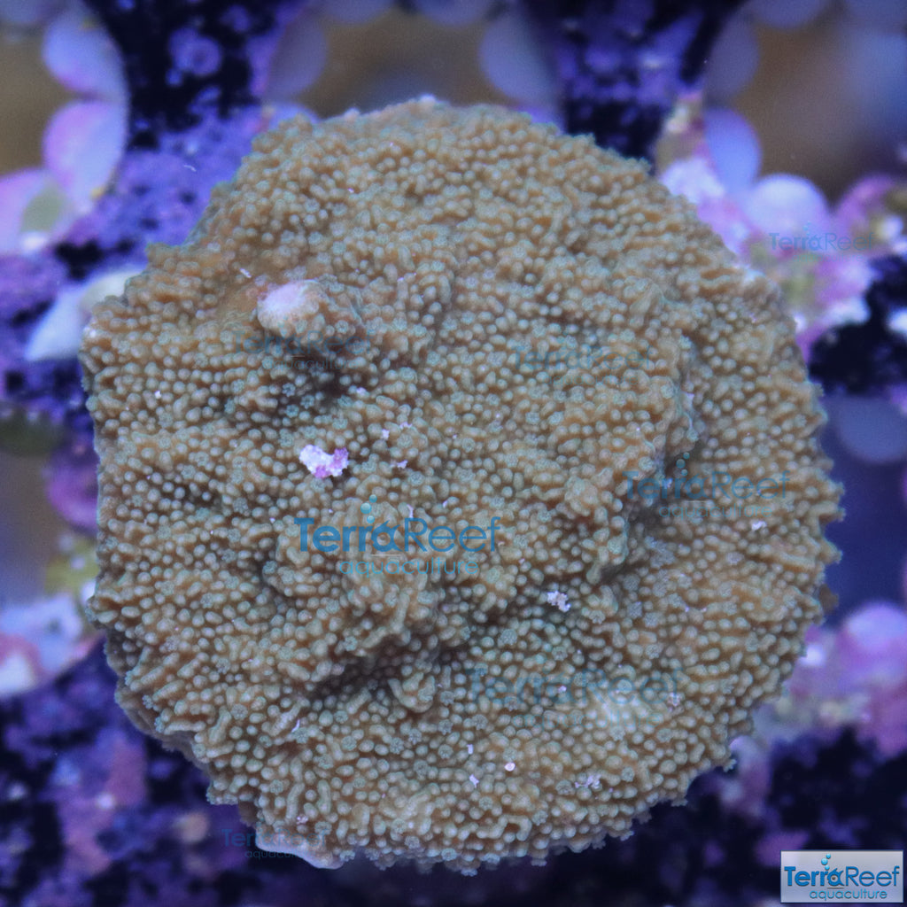 Elkhorn Montipora Aquacultured Quarantined SPS Frag under white light