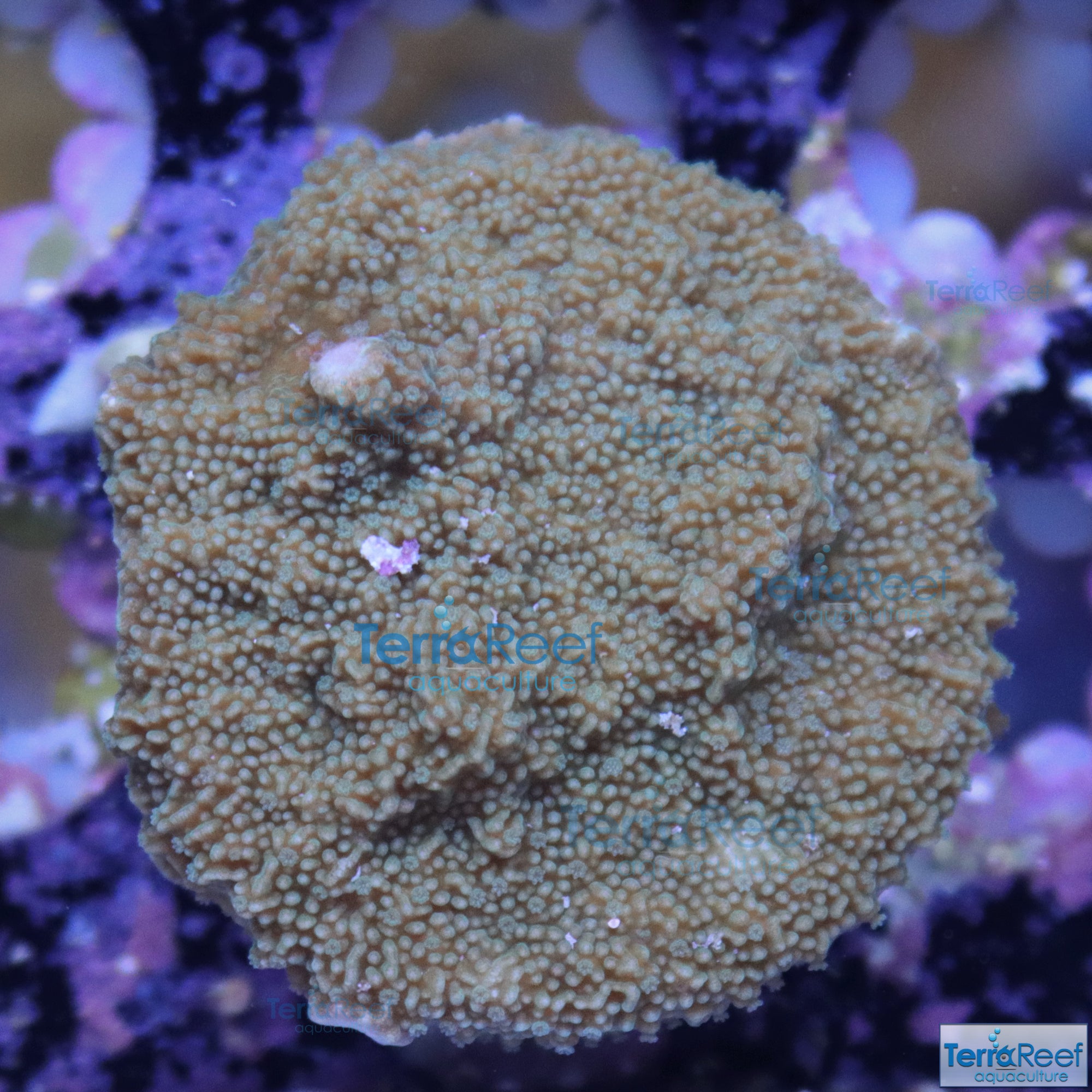 Elkhorn Montipora Frag Stock