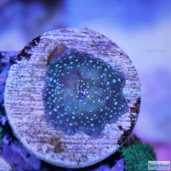Green Spotted Mushroom