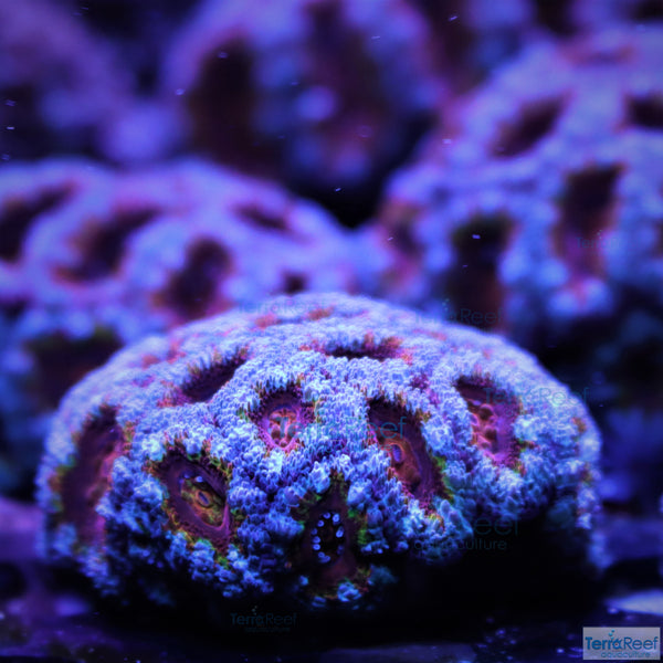 Rainbow Red Micromussa lordhowensis "Acan lord" Coral Frag Stock