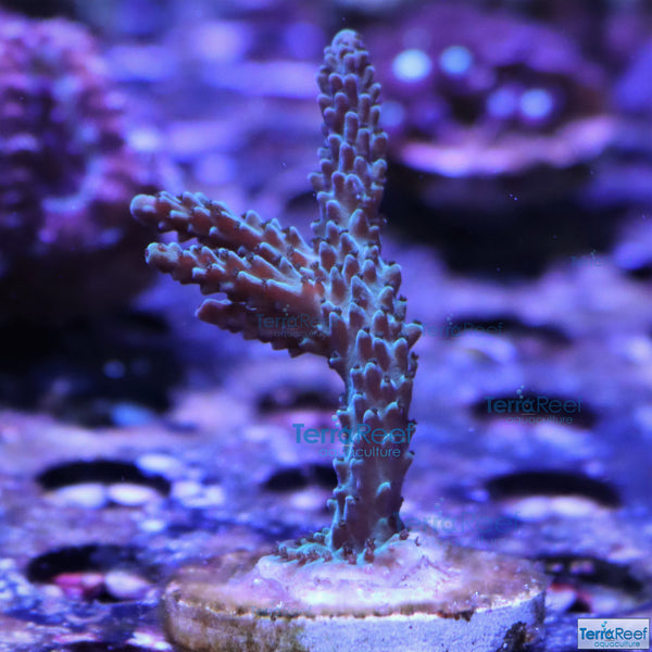 Blue tip Acropora Stock