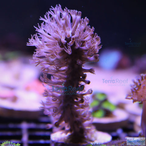 Tracey Morgonian Gorgonian WYSIWYG Coral Frag 5