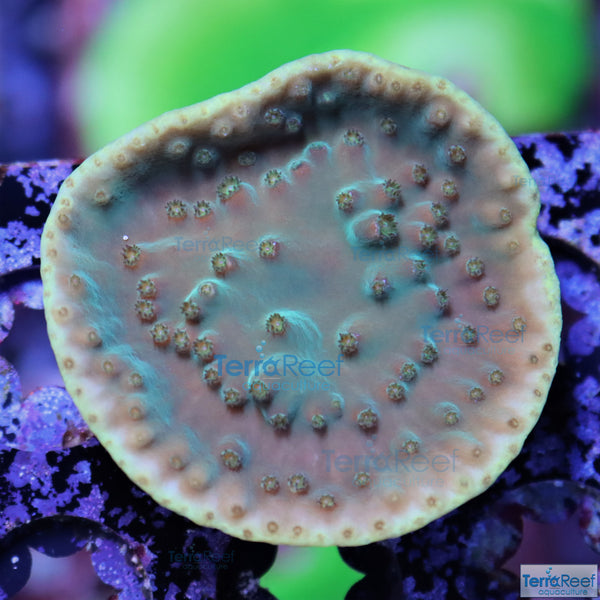 Green Scroll coral Frag Stock