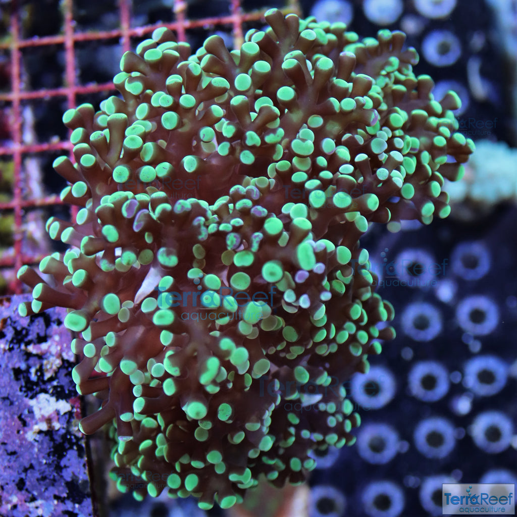 Green frogspawn Coral Frag Stock – TerraReef