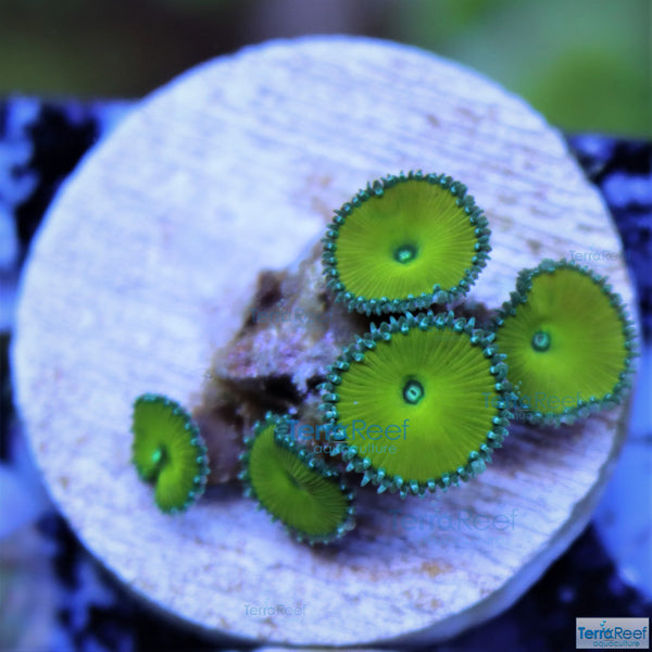 Nuclear Green Paly Zoanthid Frag Stock