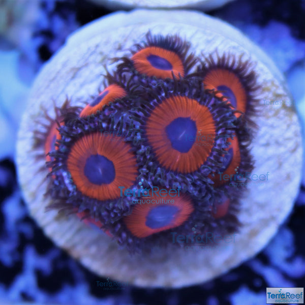 Red Zoanthids Frag Stock