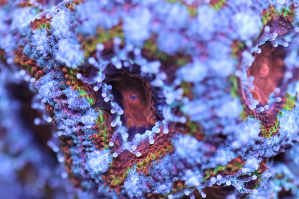 Rainbow Red Micromussa lordhowensis "Acan lord" Coral Frag Stock