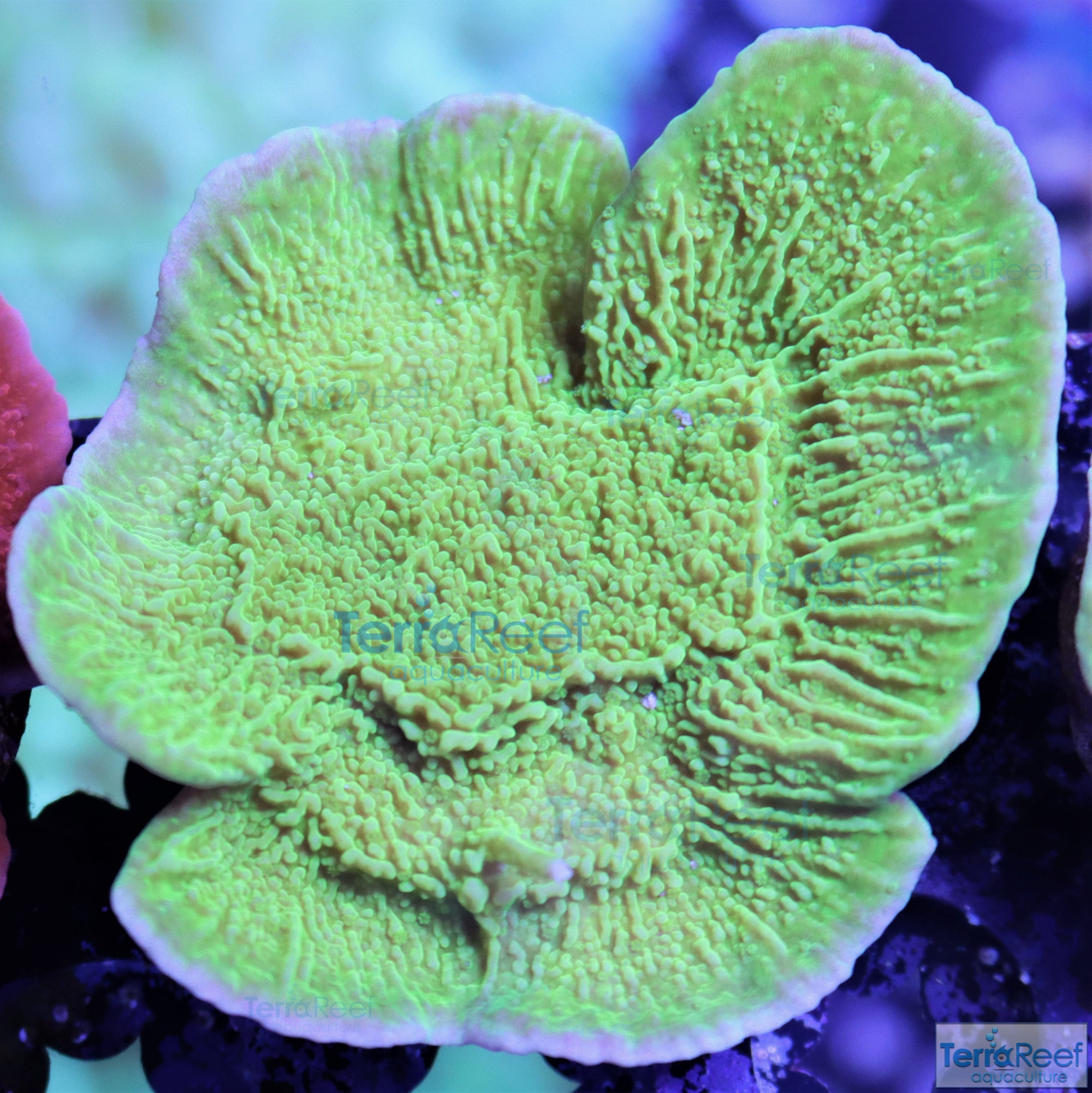 Green Montipora capricornis Frag Stock