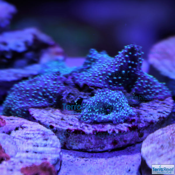 Green Spotted Mushroom