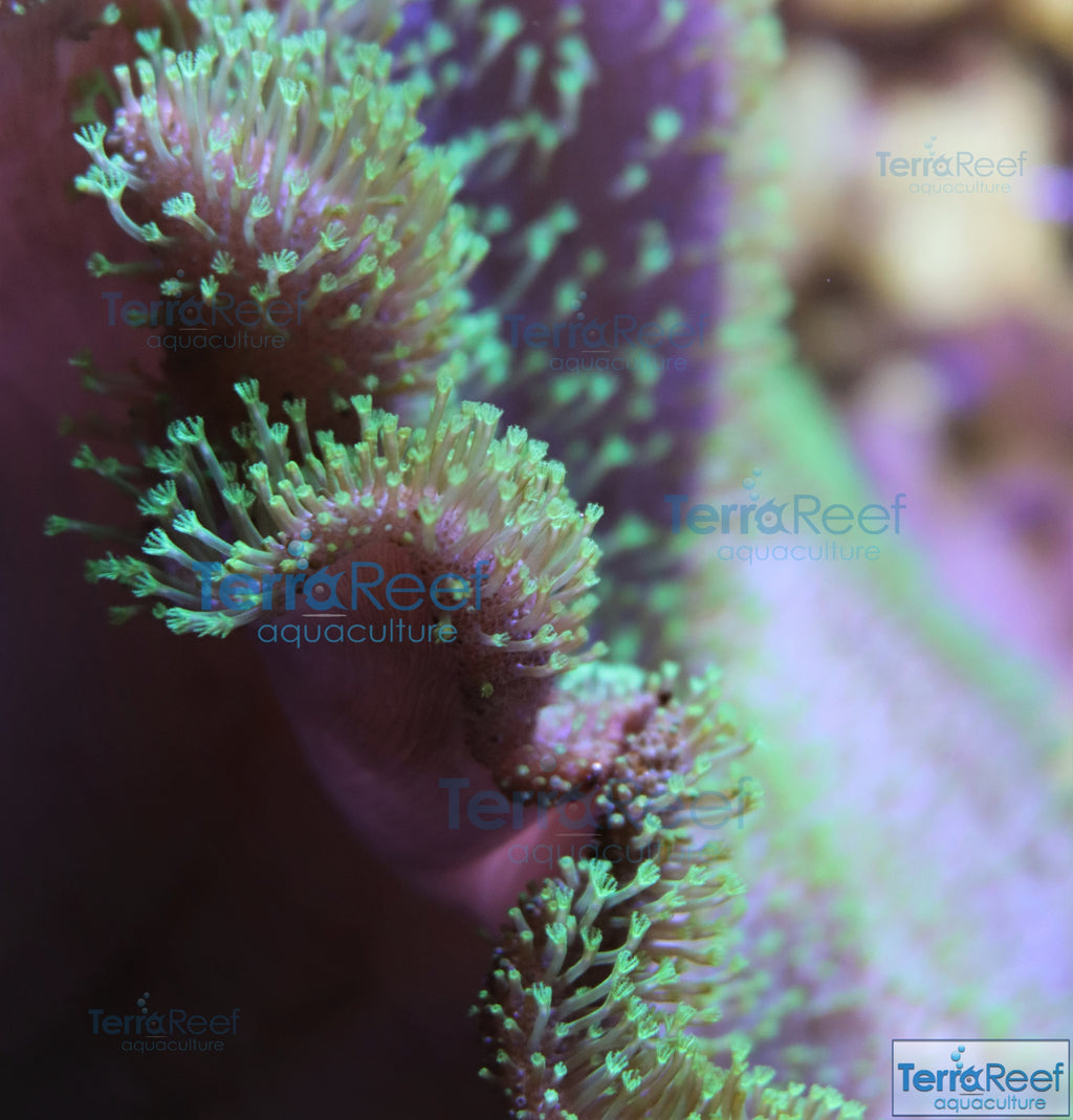 Tyree Green Sarcophyton Toadstool Leather Stock
