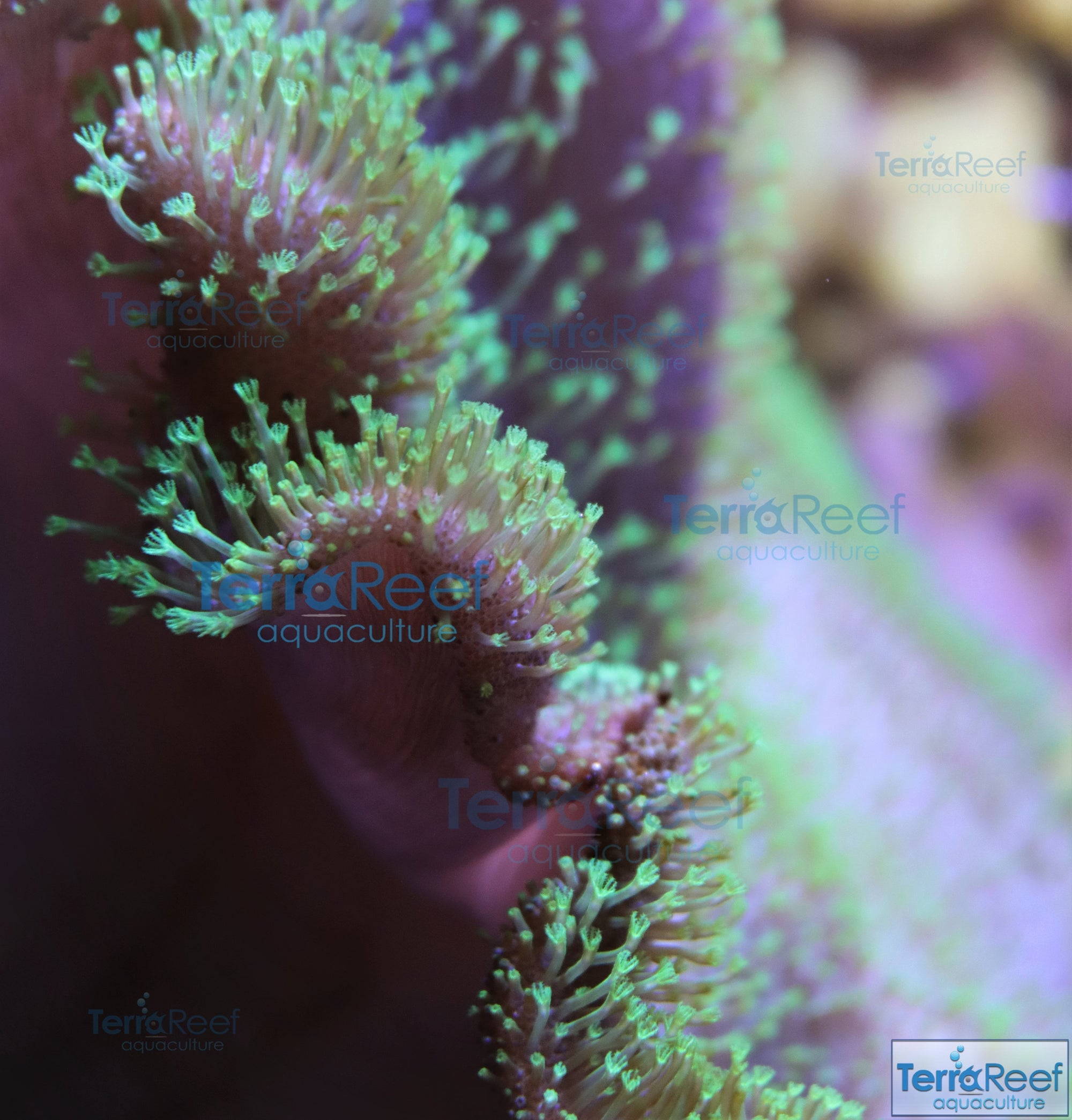 Tyree Green Sarcophyton Toadstool Leather Stock