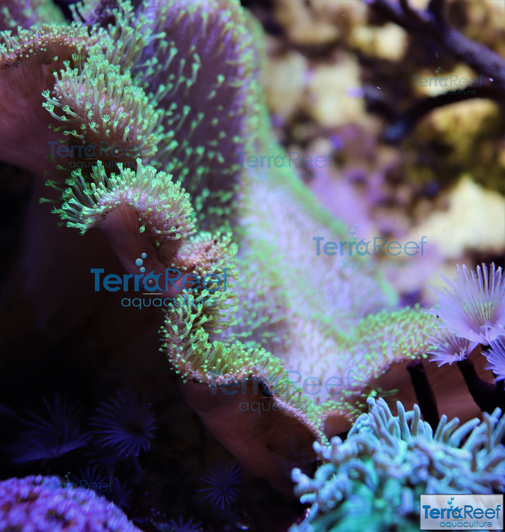 Tyree Green Sarcophyton Toadstool Leather Stock