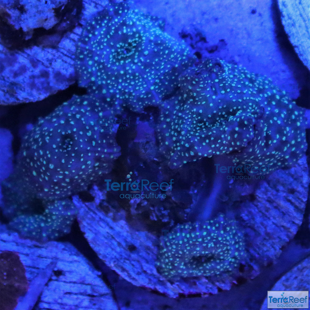 Green Spotted Mushroom