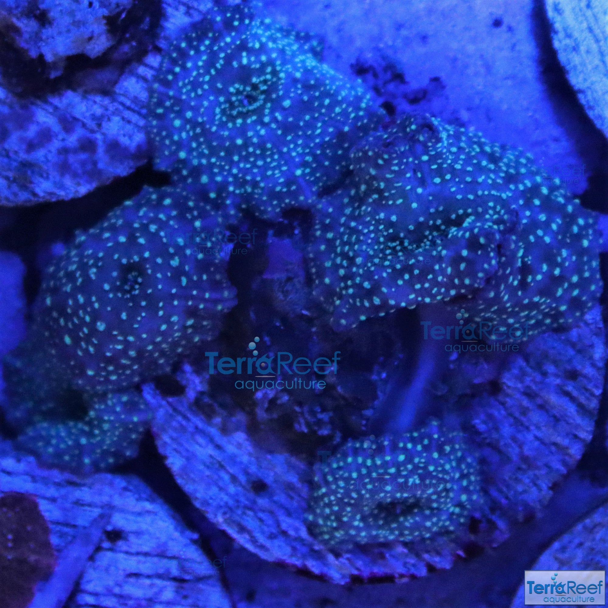 Green Spotted Mushroom