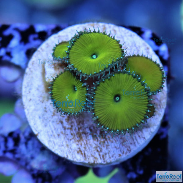 Nuclear Green Paly Zoanthid Frag Stock