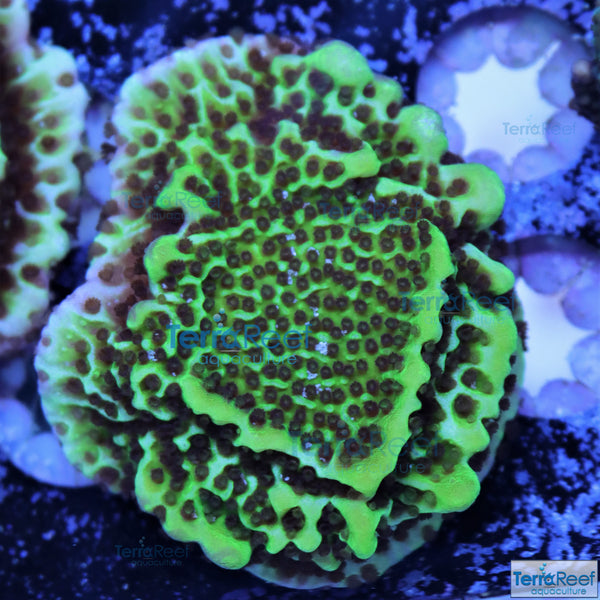 Montipora spongodes Frag Stock