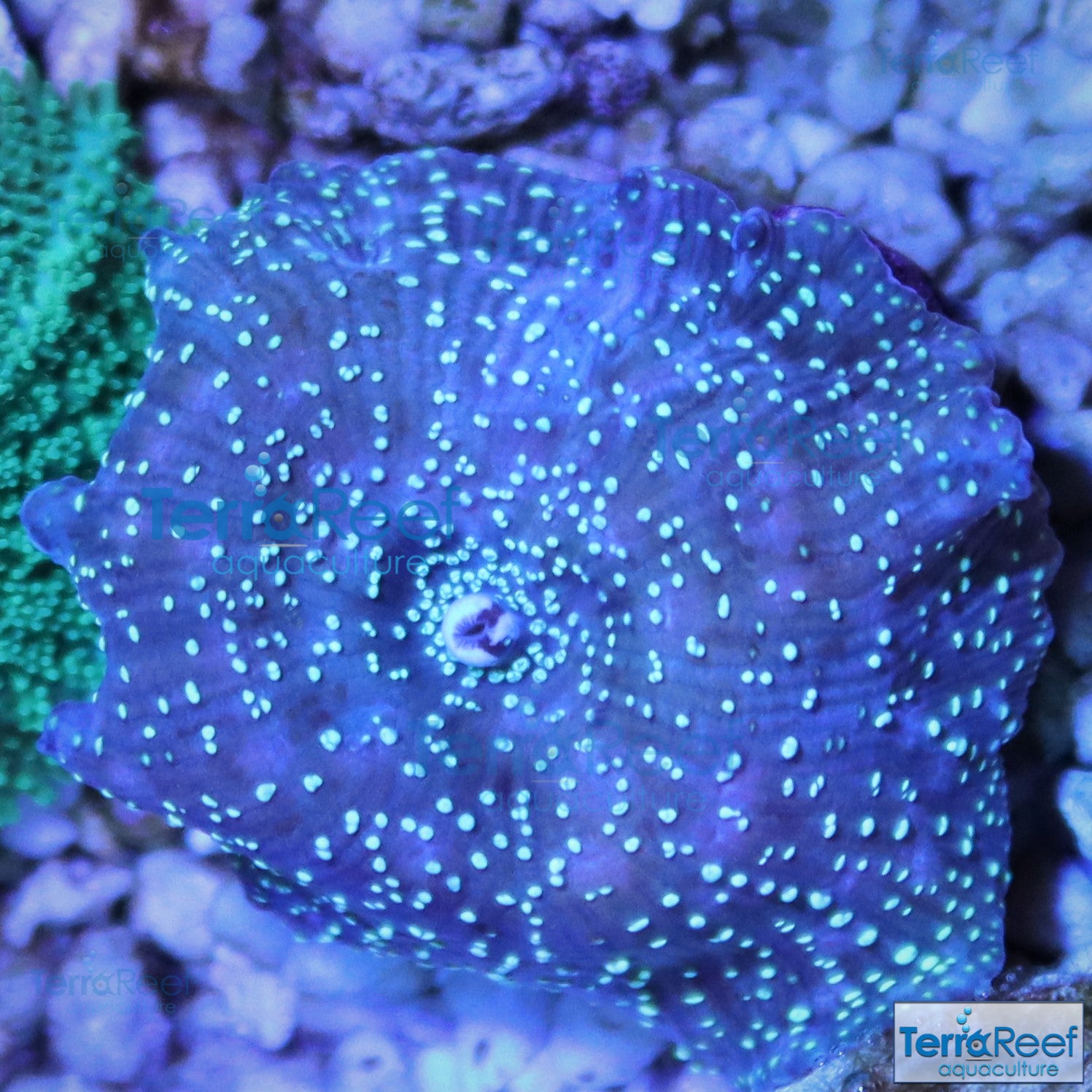 Green Spotted Mushroom