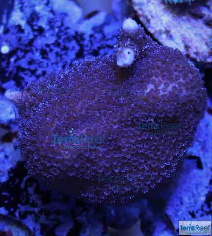 Purple Montipora Digi Frag Stock