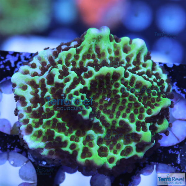 Montipora spongodes Frag Stock