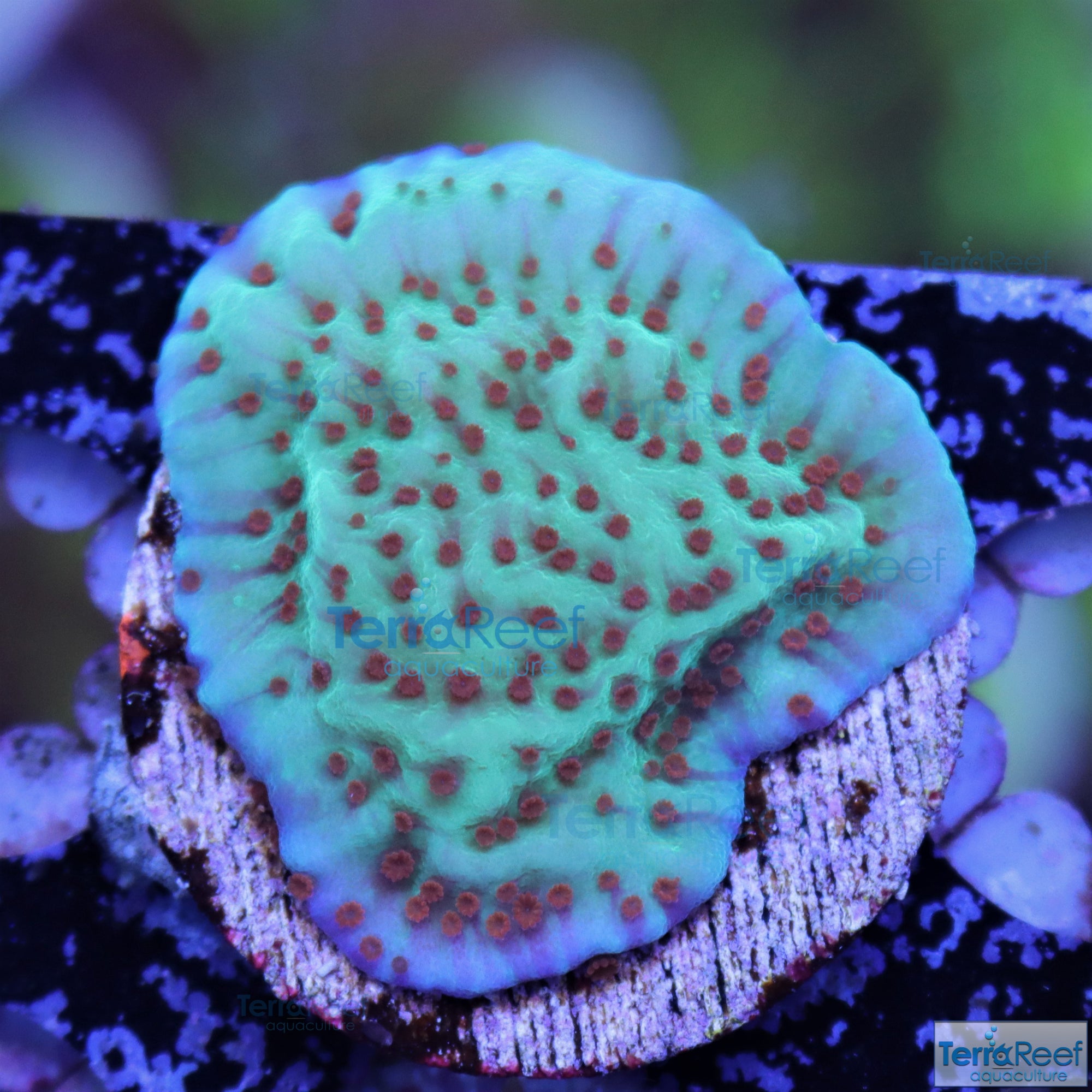 ORA Jedi Mind Trick Montipora Frag Stock