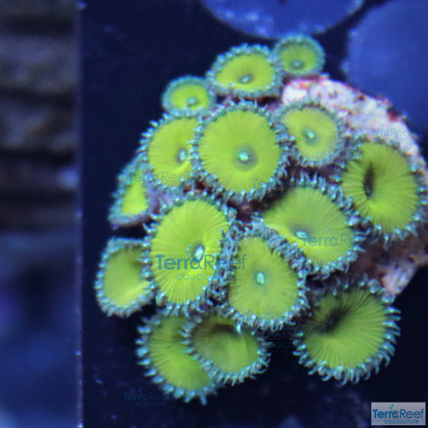 Nuclear Green Paly Zoanthid Frag Stock