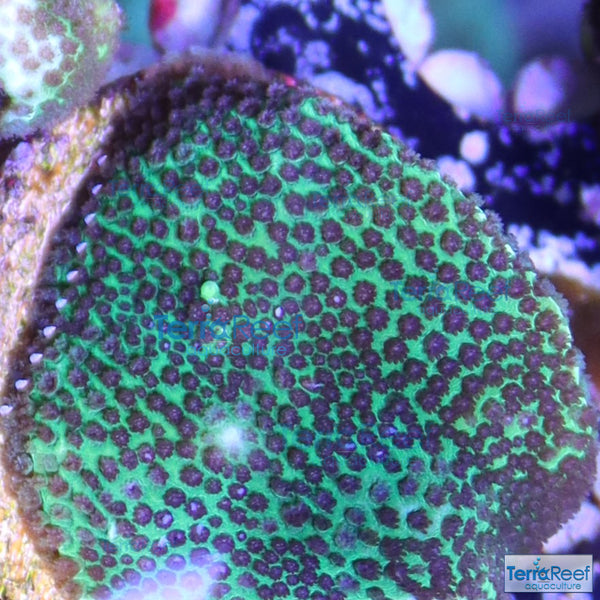 Porites Coral Aquacultured SPS Frag Stock