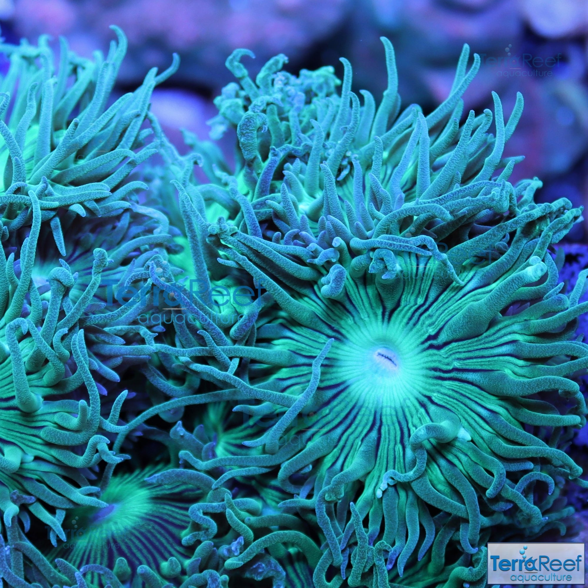 Duncan Coral Duncanopsammia axigua Stock