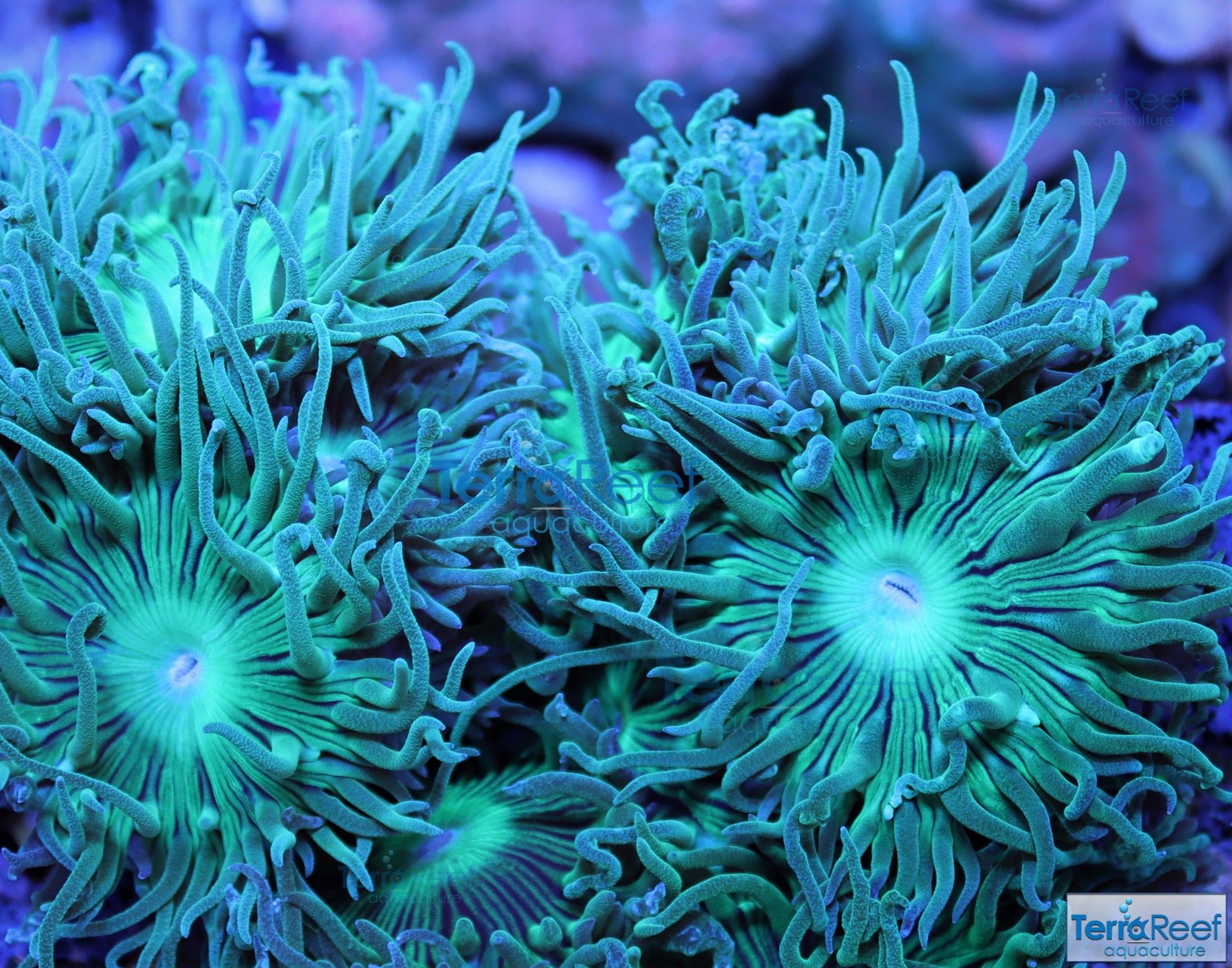 Duncan Coral Duncanopsammia axigua Stock