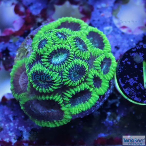 Green Brain Coral Frag Favia Favites Stock