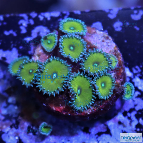 Nuclear Green Paly Zoanthid Frag Stock