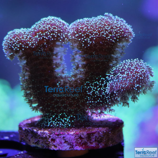 Green Stylophora "Stylo" Frag Stock