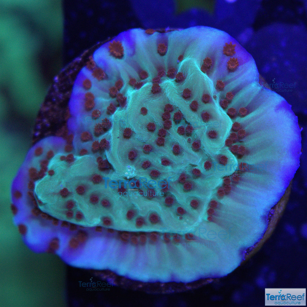 ORA Jedi Mind Trick Montipora Frag Stock