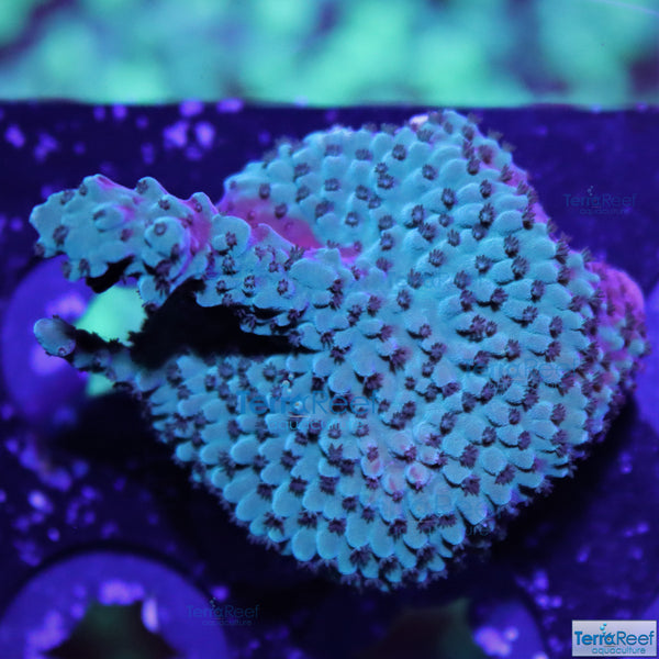 Blue tip Acropora Stock